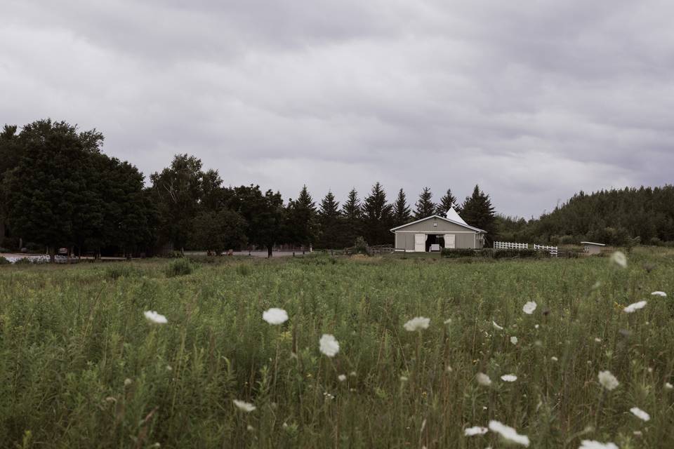 Field of wildflowers