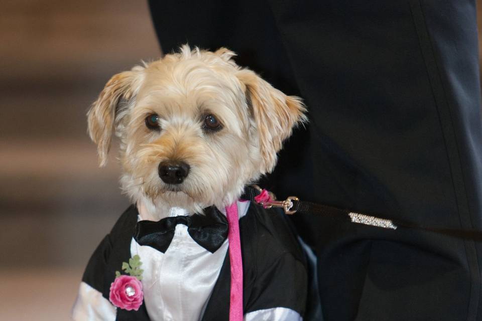 Trenton, Ontario wedding dog