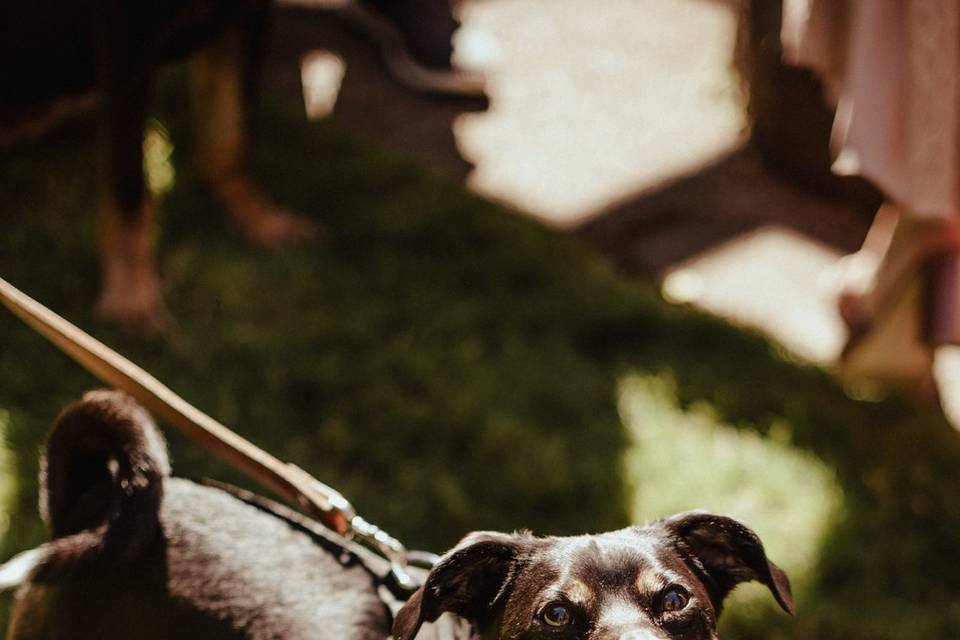 Doggie wedding party