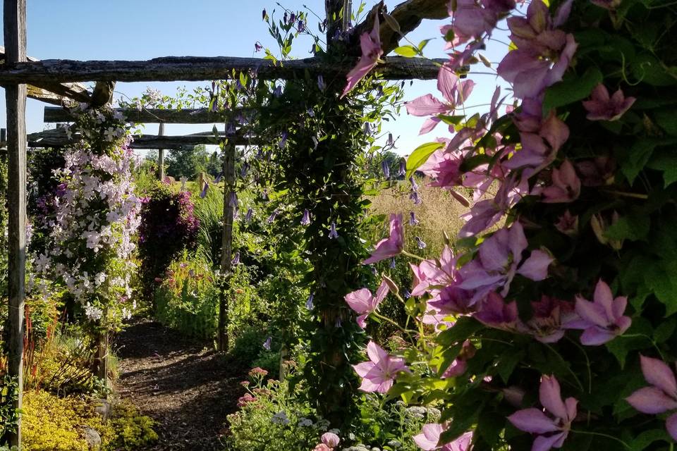 Clematis Arbor