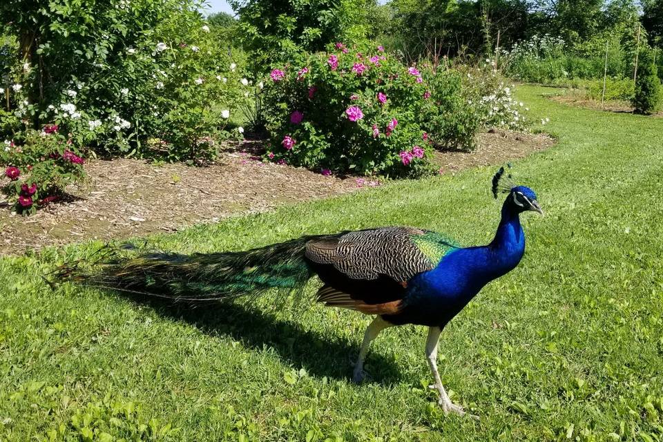 Our resident Peacock