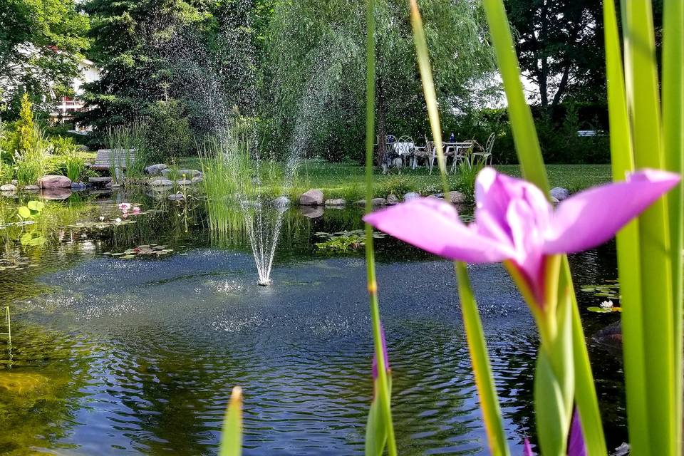 Koi Pond