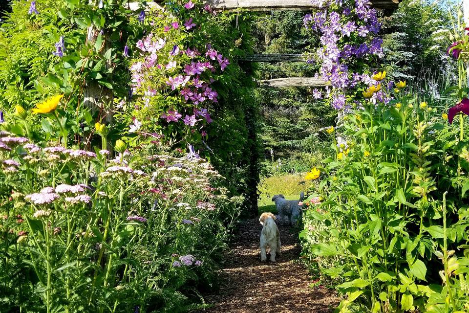 Clematis Arbor