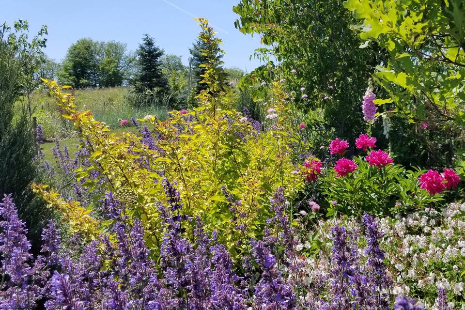 Gorgeous perennials