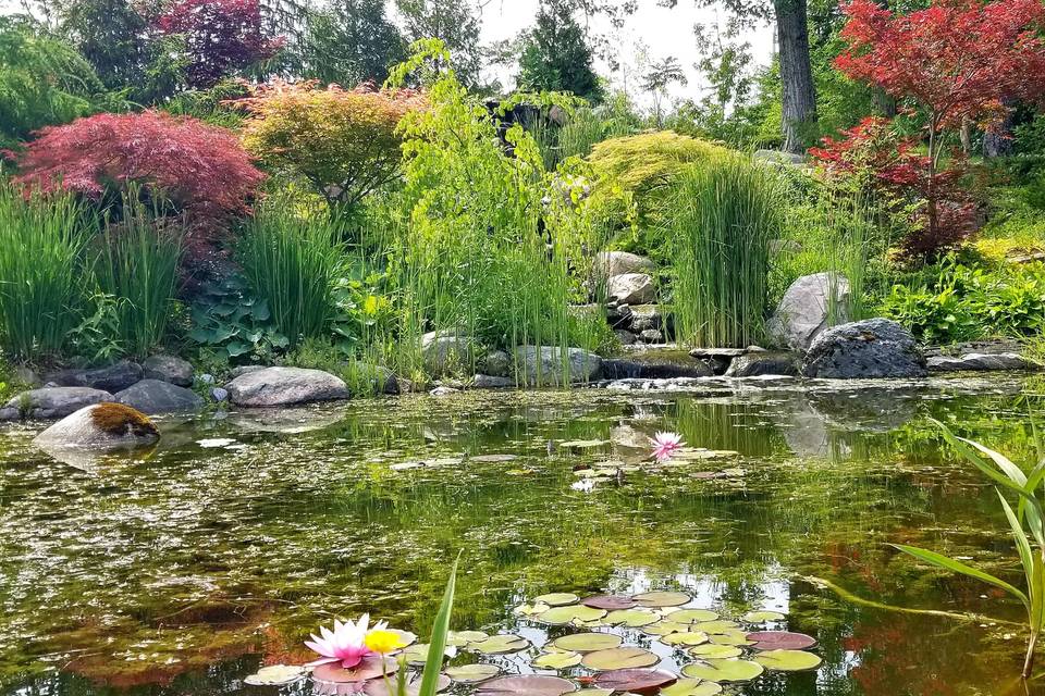 Waterlillies in the Pond