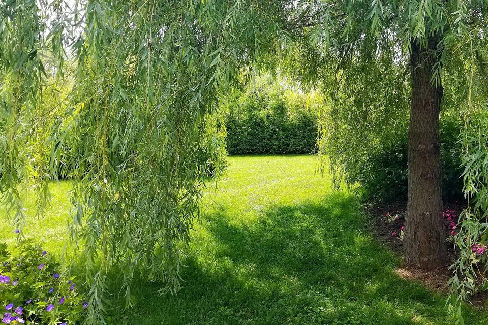 Archway through a Willow