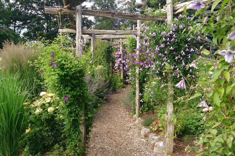 Clematis Arbor