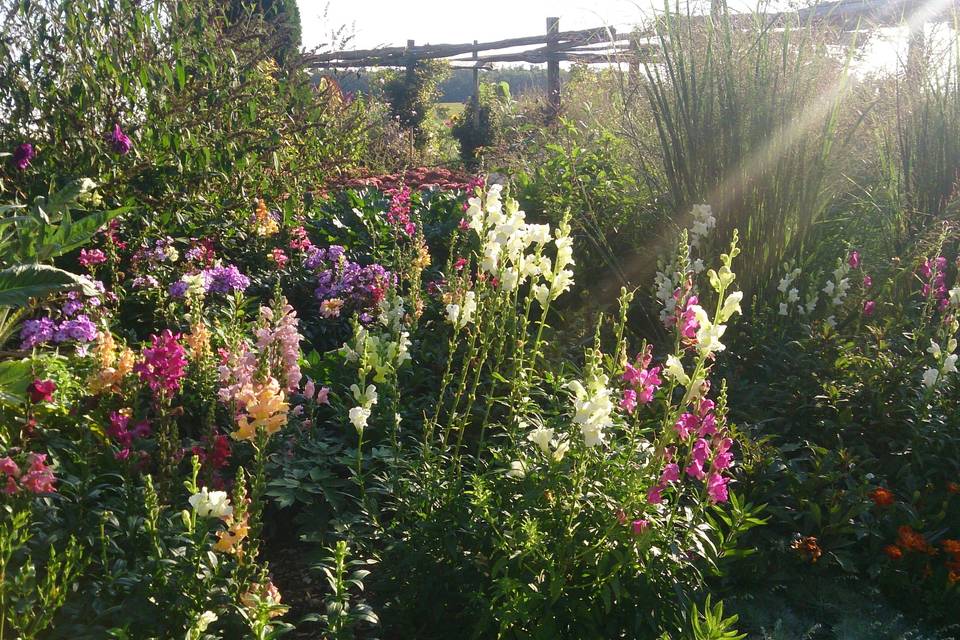 Clematis Arbor