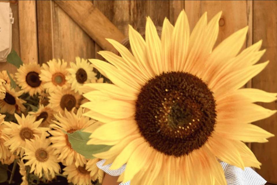 Sunflower Fun