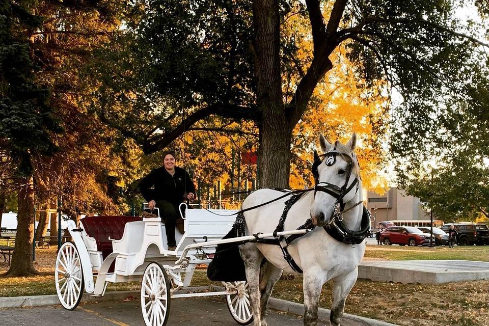 Horse and Carriage Available