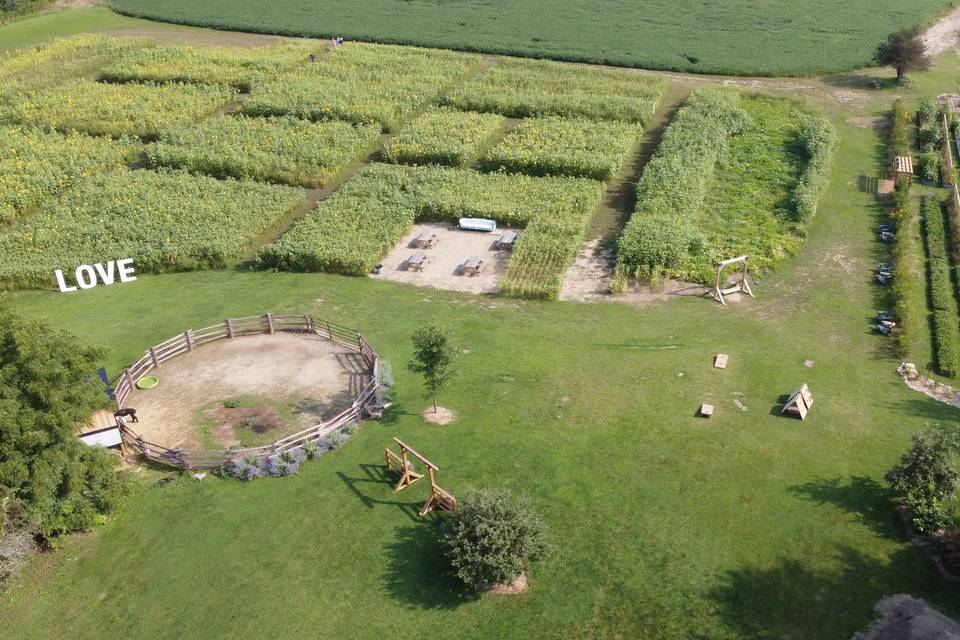 Sunflower Field Overview