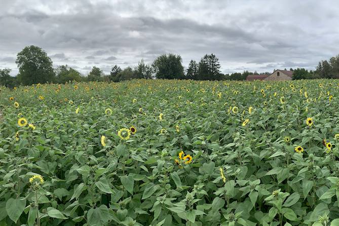 Sunflower Field with Barn