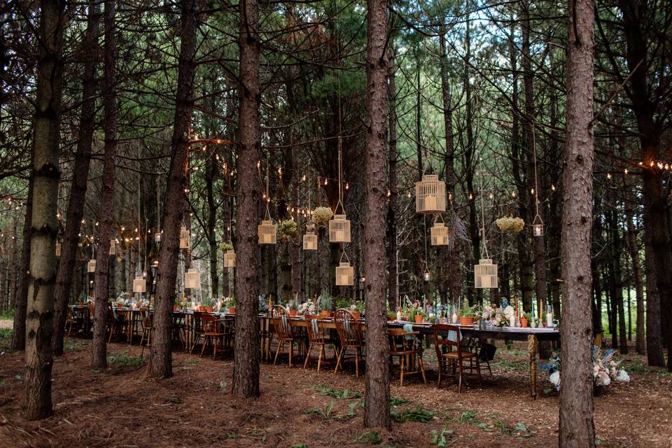 Forest Reception