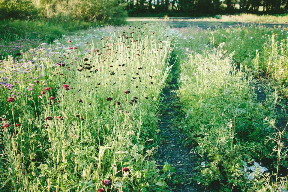 Flower farm