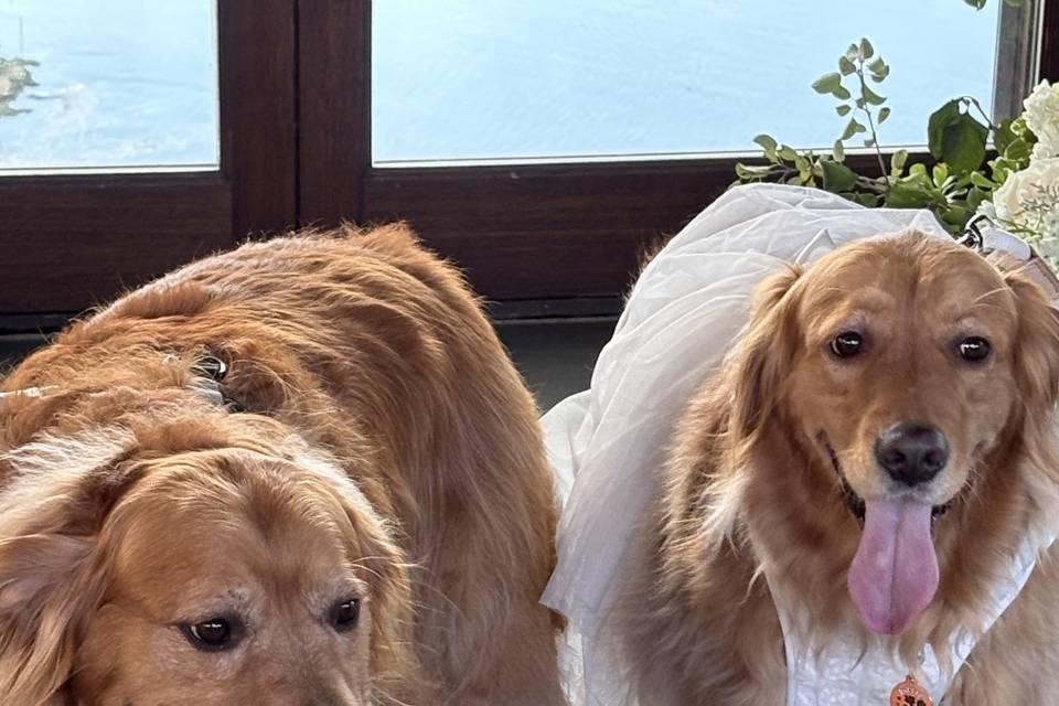 Fur Baby Ring Bearers