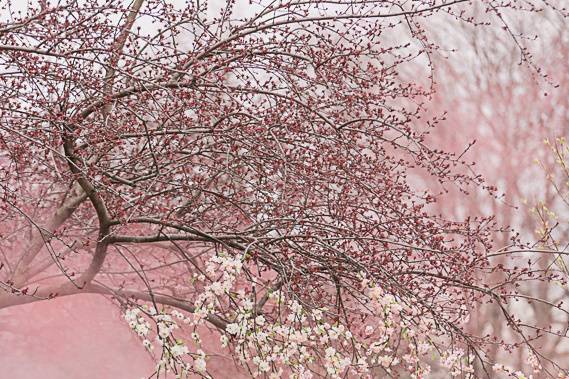Spring Cherry Blossom wedding