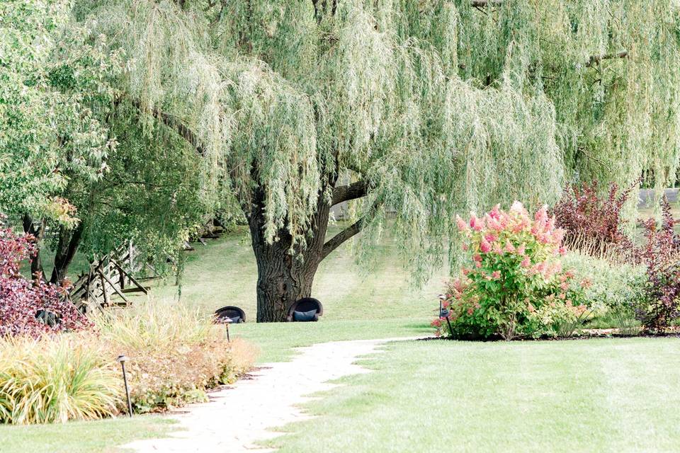 Our gorgeous willow tree