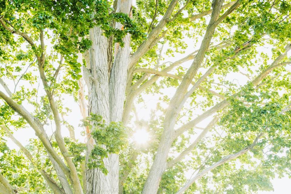 Tree of Love