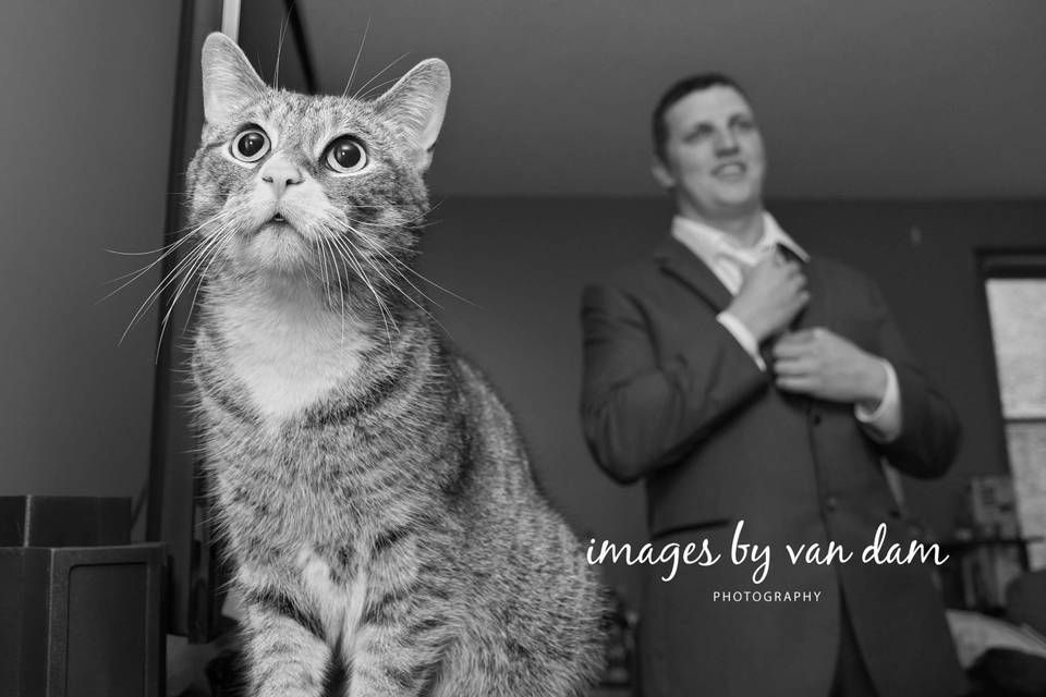 Cat looks on as Groom ties tie