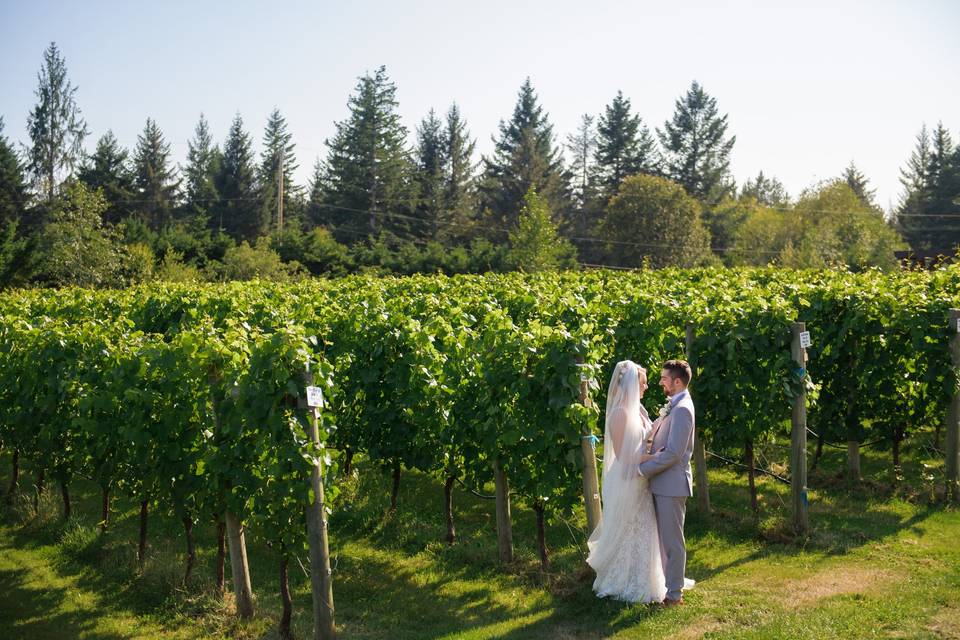 Lush vineyard