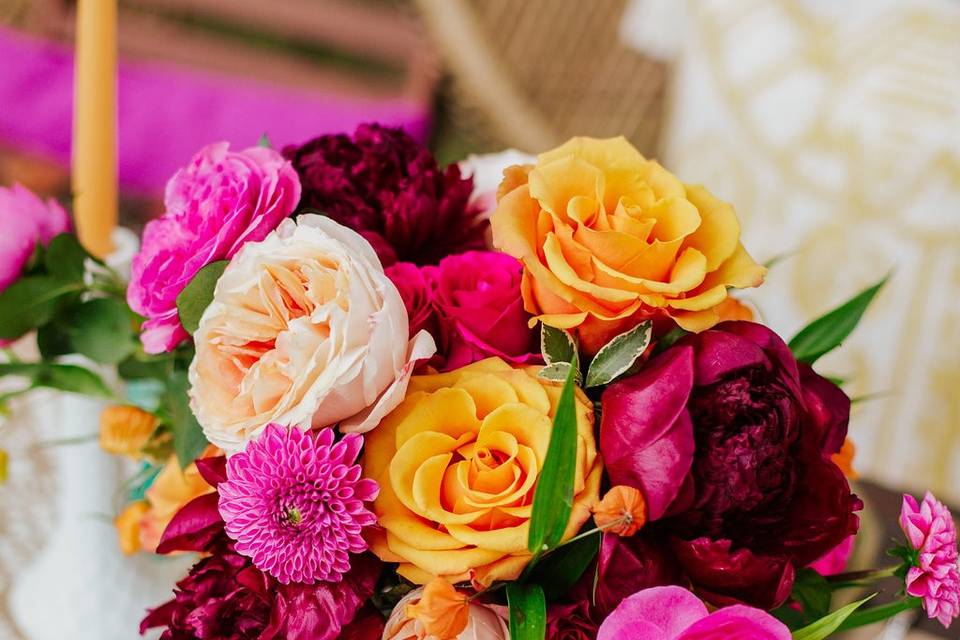 Colourful garden roses