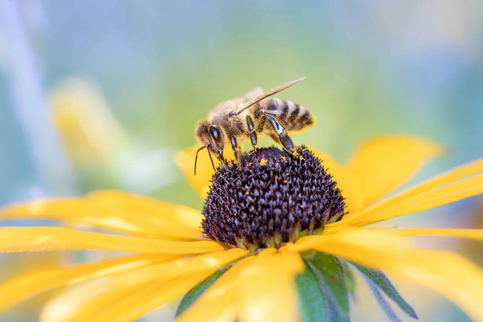 Honey Bee Collecting Nectar