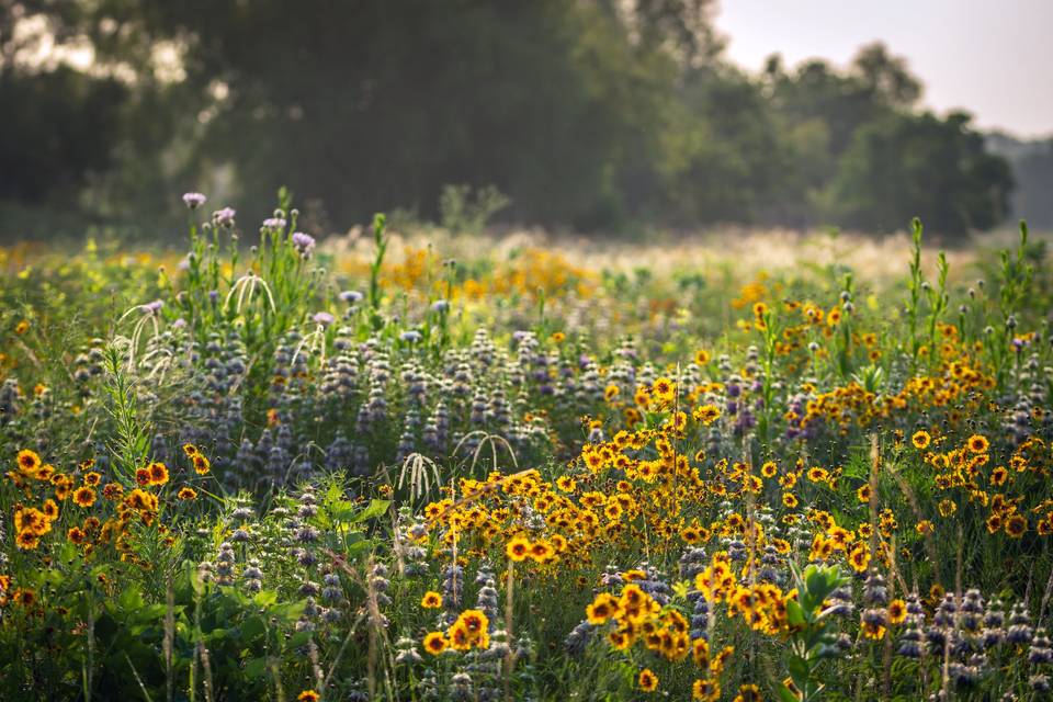 The Meadow