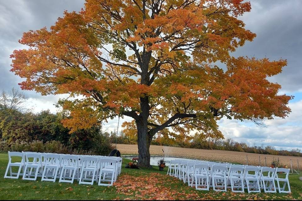 Maple tree ceremony