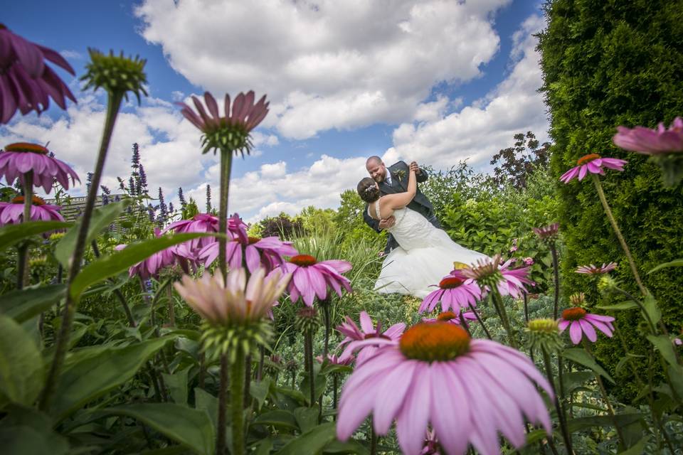 Field of flowers