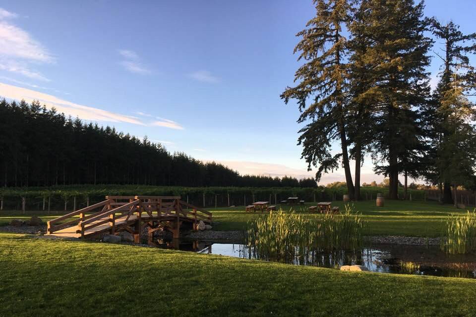 Green grass by the lake