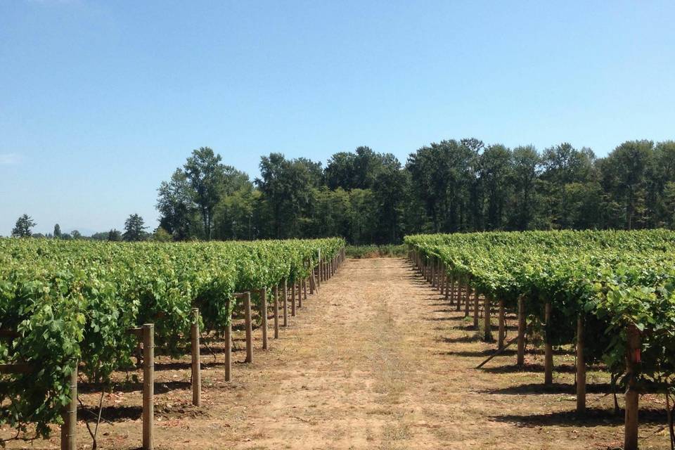 Winery fields