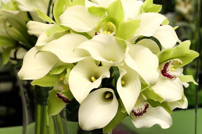 Callas & orchids