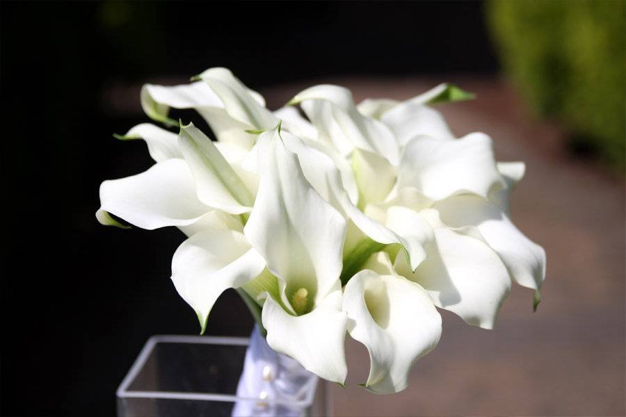 White calla lilies bouquet