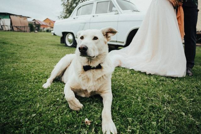 Furever & Always Wedding Day Pet Attendant