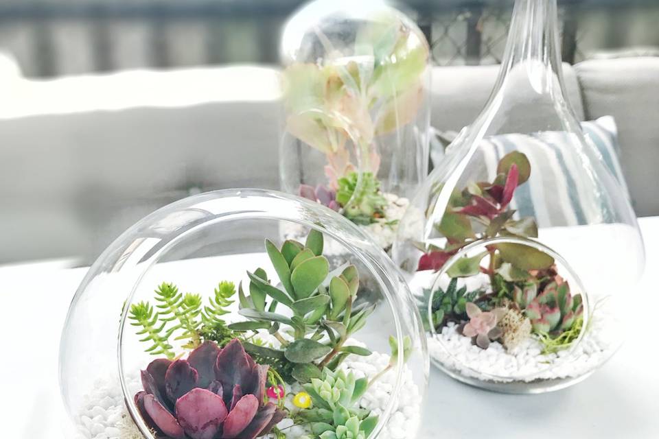 Terrariums