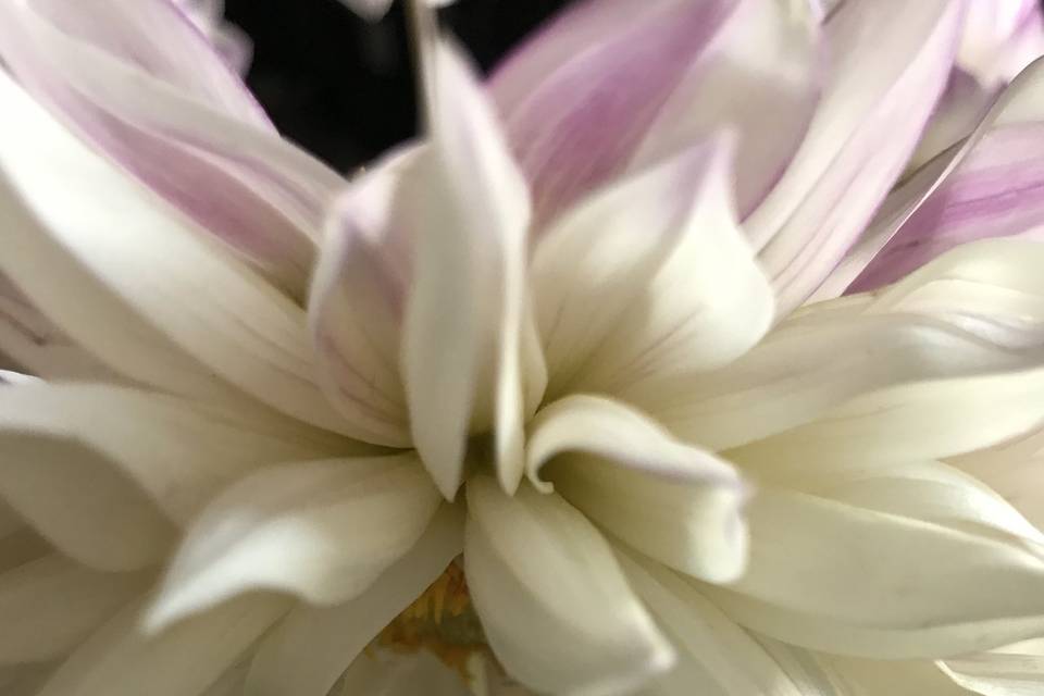 Gaïa Art Floral