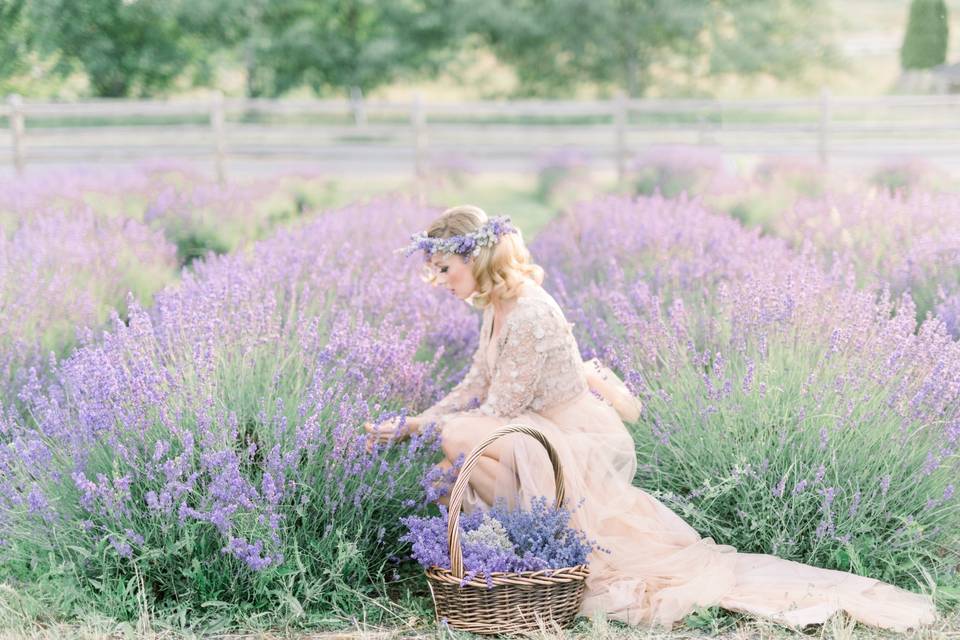 A field of lavender