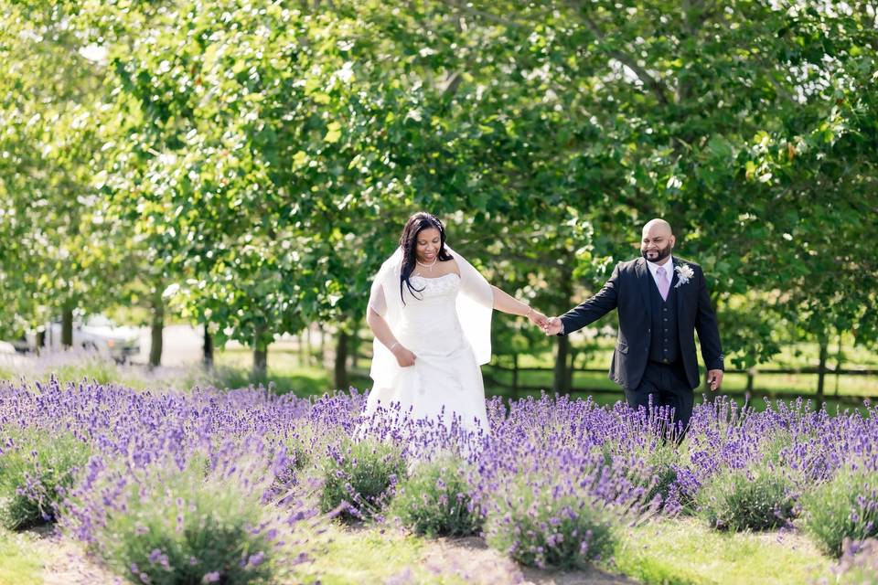 Lavender fields in Langley