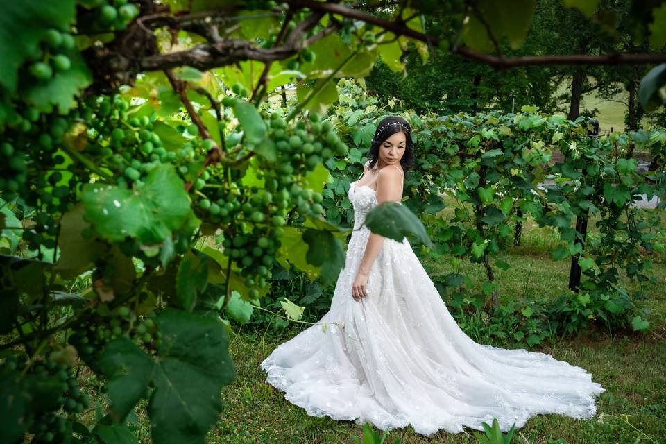 Bride among grapes at vineyard