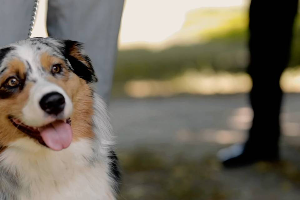 Doggy Ring Bearer