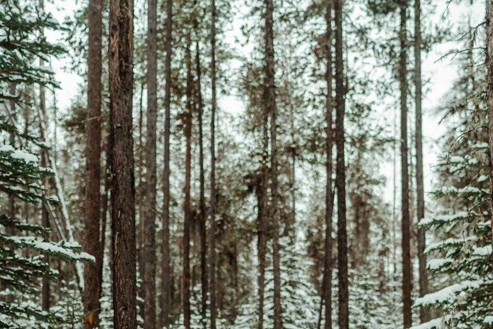 Dancing in the snowy forest