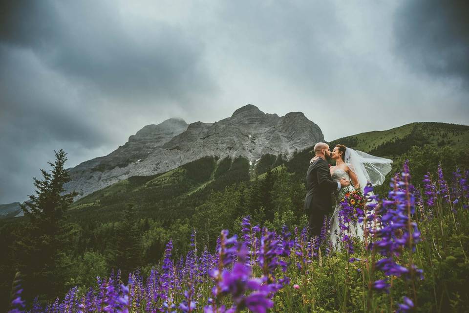 Purple Mountain Flowers