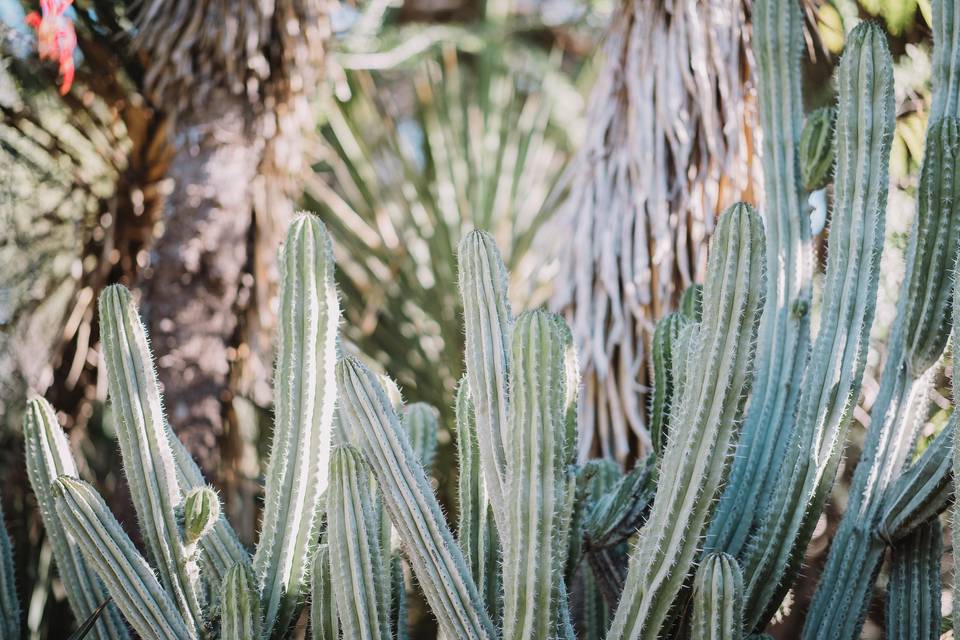 Palm Spring Engagement