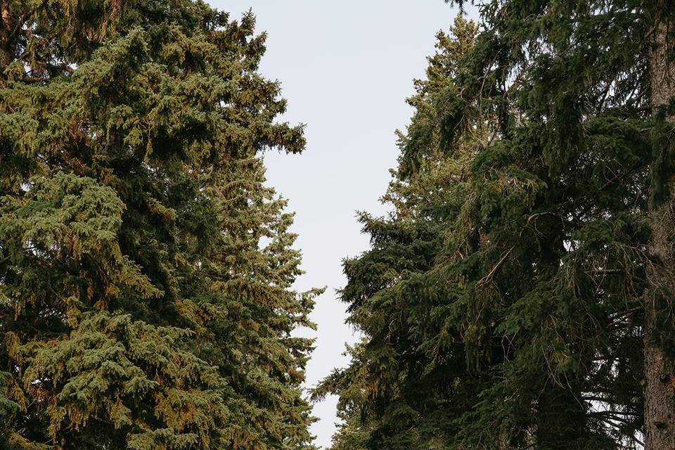 Tree lined driveway