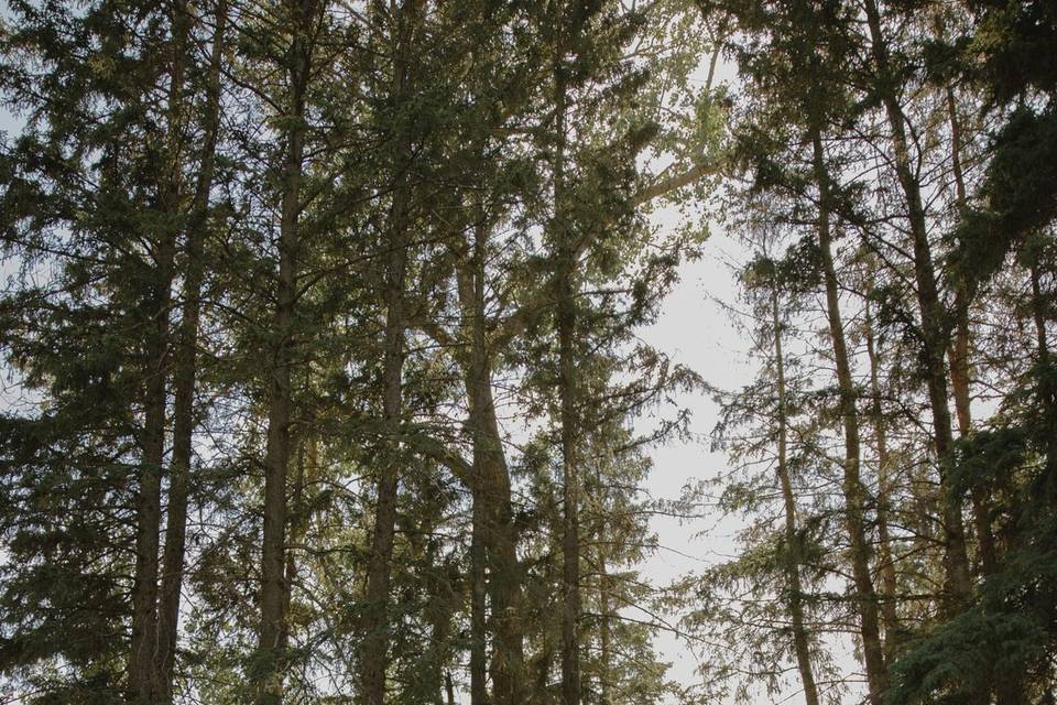 Woodland ceremony space