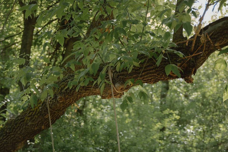 Tree Swing