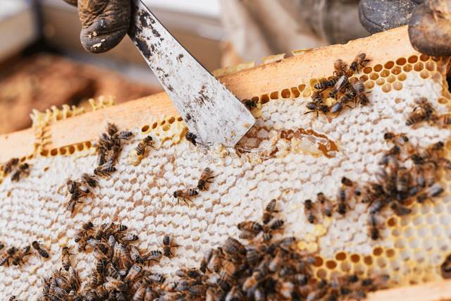 Frame of Honey