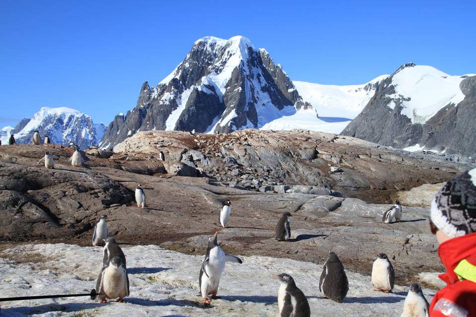 Antarctic