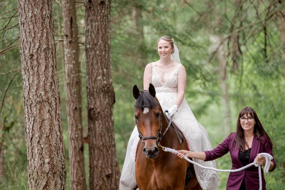 Horse bridal's arrival