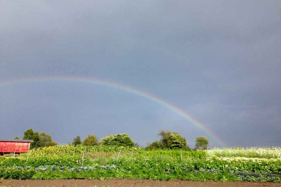 Flower fields